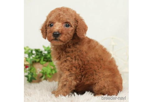 成約済の千葉県のトイプードル-210420の4枚目